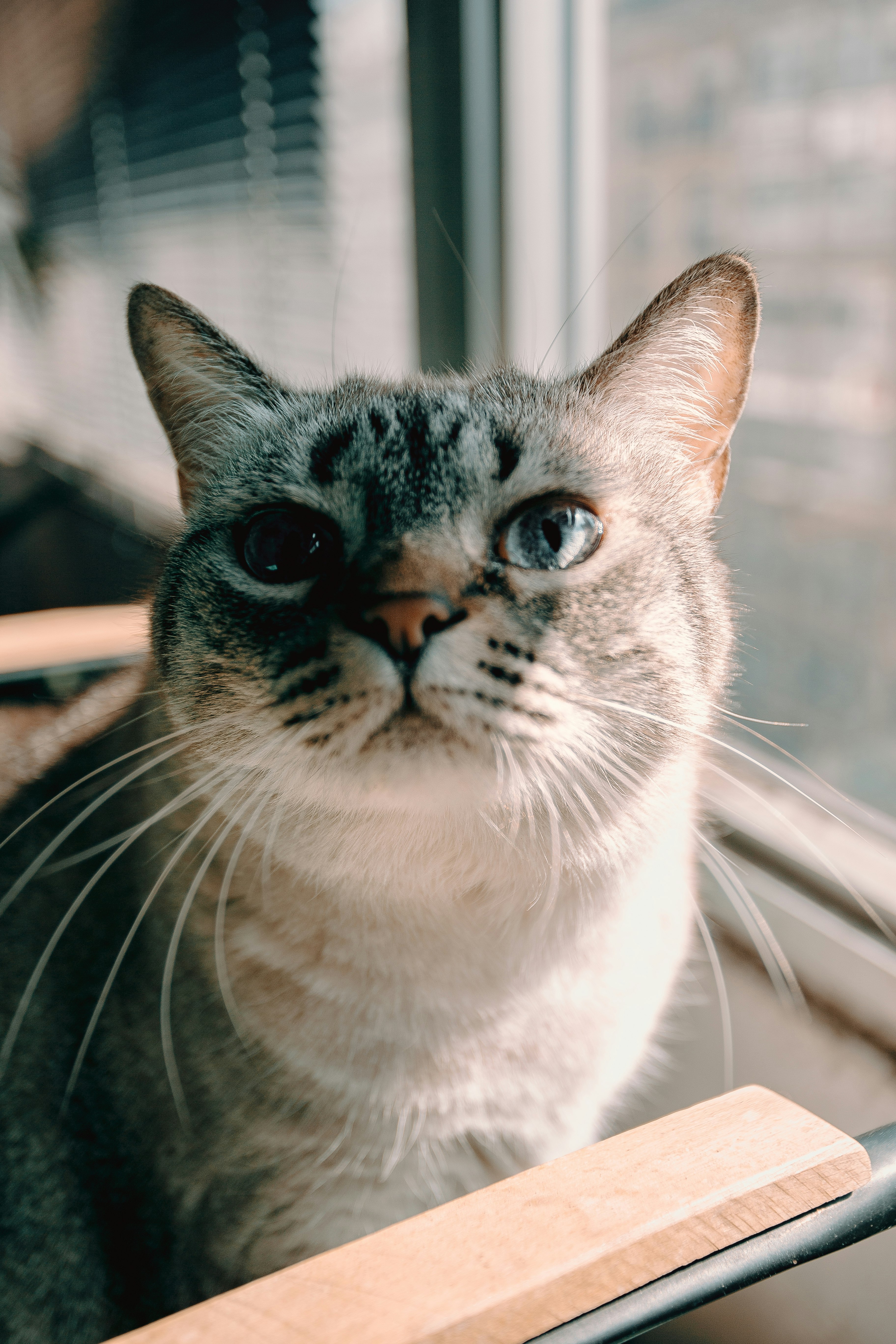 brown tabby cat on brown wooden chair